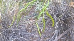 Senna aphylla