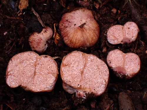 Hydnangium