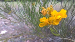 Senna aphylla