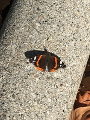 Vanessa atalanta