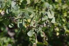 Cissampelos capensis