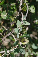 Cissampelos capensis