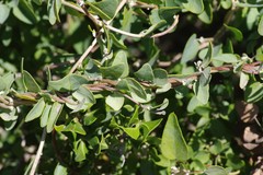 Cissampelos capensis