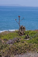 Aloe distans