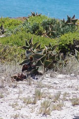 Aloe distans