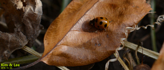 Coccinella septempunctata