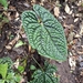 Anthurium luxurians Croat & R.N.Cirino