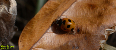 Coccinella septempunctata