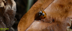 Coccinella septempunctata