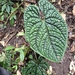 Anthurium luxurians Croat & R.N.Cirino 2