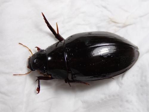 Dark Diving Beetle