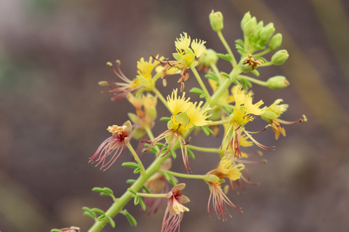 Polanisia erosa ssp. breviglandulosa