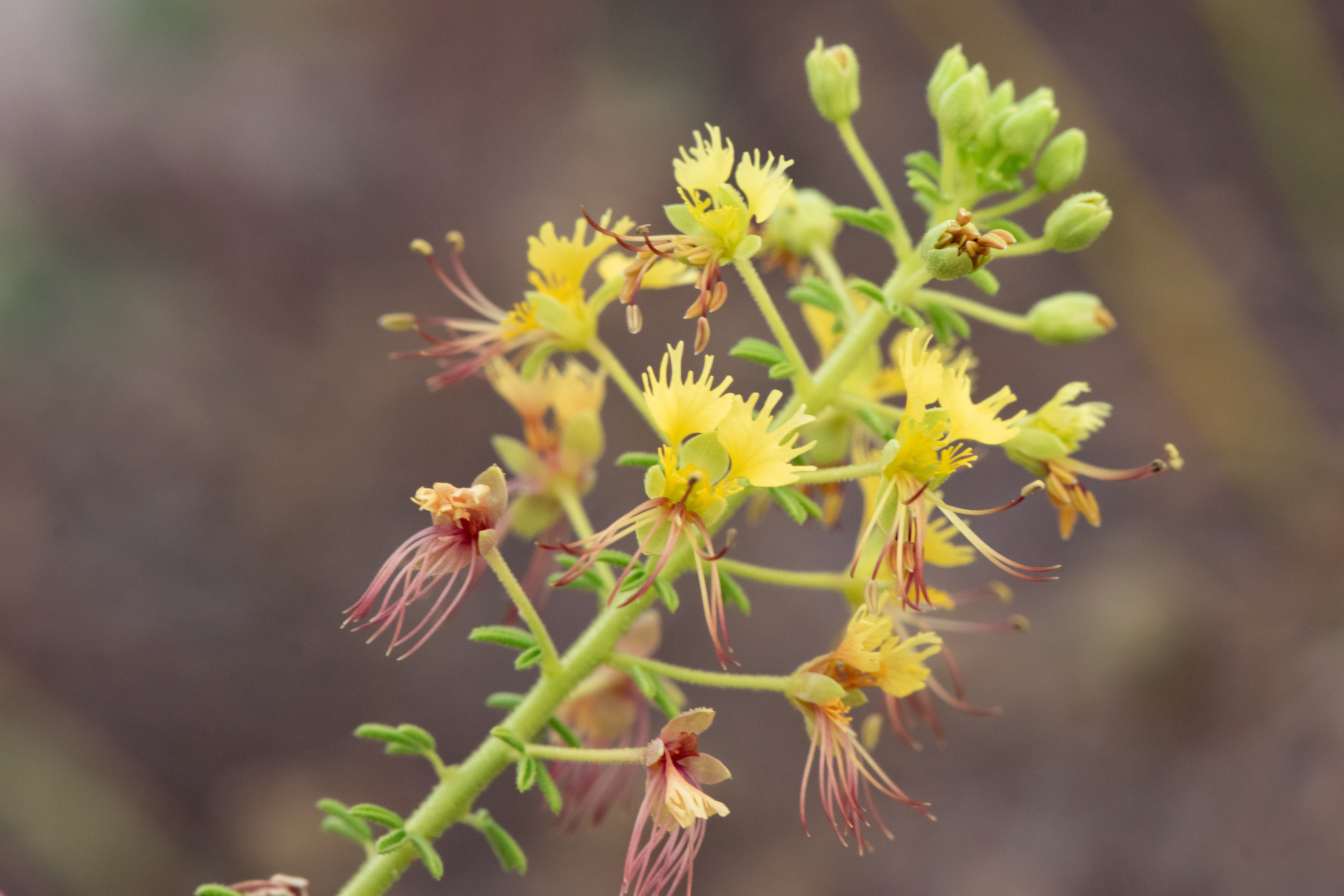 Polanisia erosa ssp. breviglandulosa