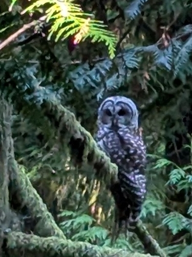 Barred Owl