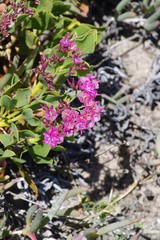 Limonium peregrinum