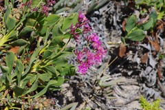 Limonium peregrinum