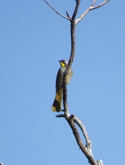 Nesoptilotis flavicollis