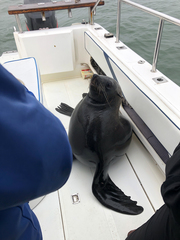 Arctocephalus pusillus pusillus