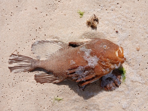 Red velvetfish (Gnathanacanthus goetzeei) — Gnathanacanthidae — 2