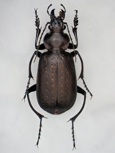 Calosoma chinense