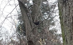 Turdus merula