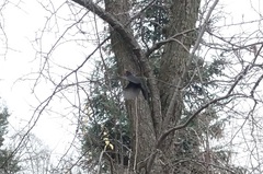 Turdus merula