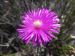 Lampranthus stenopetalus