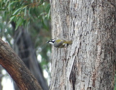 Melithreptus validirostris