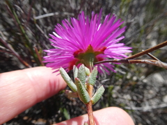 Lampranthus stenopetalus