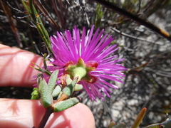 Lampranthus stenopetalus