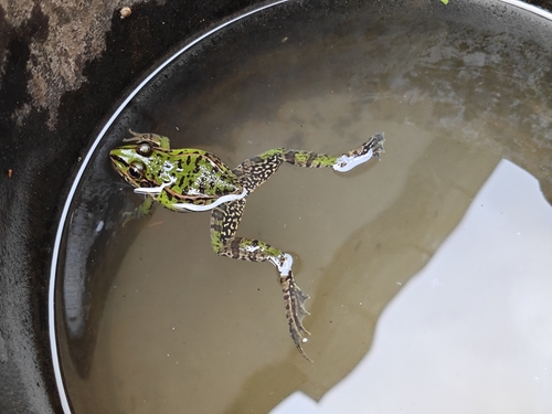 Black-spotted Frog