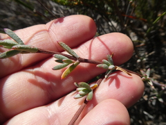 Lampranthus stenopetalus