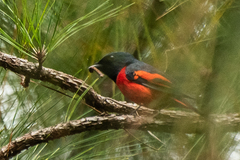 Pericrocotus ethologus