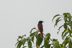 Pericrocotus ethologus