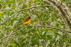 Aethopyga gouldiae