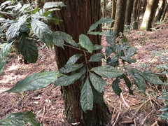 Meliosma callicarpifolia