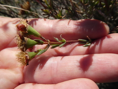 Lampranthus stenopetalus