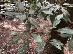Meliosma callicarpifolia