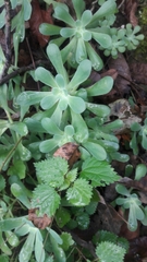 Sedum palmeri