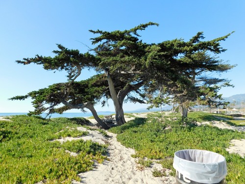 Monterey Cypress
