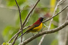 Aethopyga gouldiae