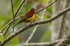 Aethopyga gouldiae