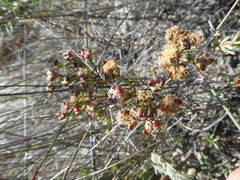 Lampranthus stenopetalus