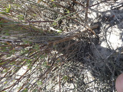 Lampranthus stenopetalus