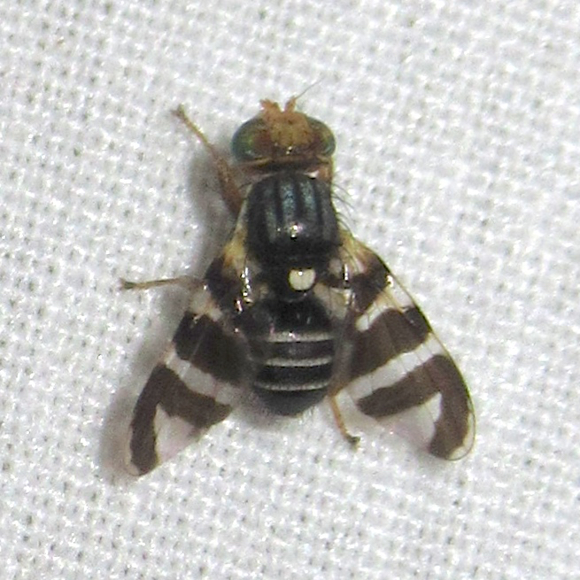Rhagoletis tabellaria group