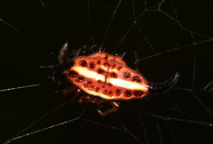 Gasteracantha thorelli