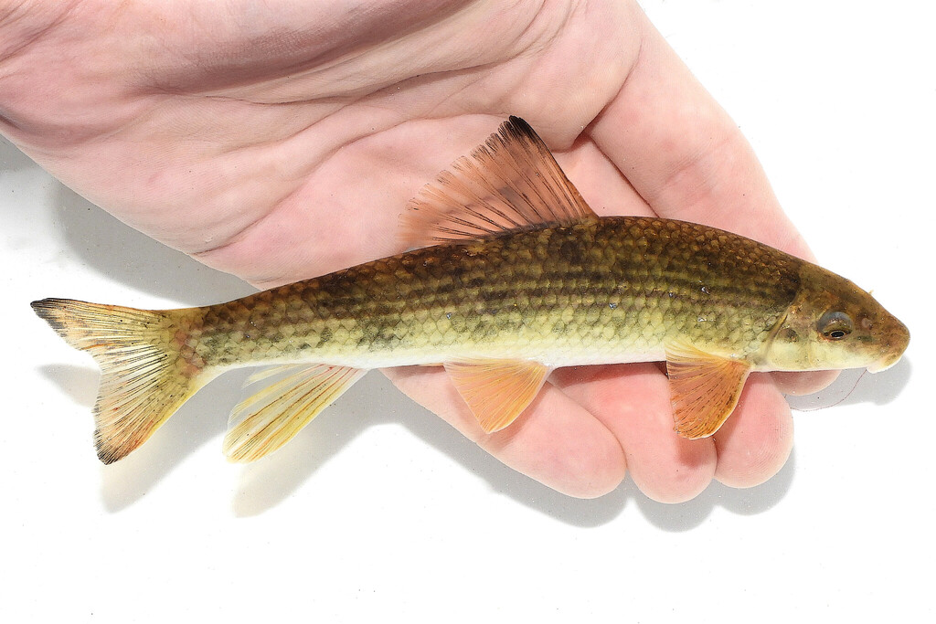 Blacktip Jumprock