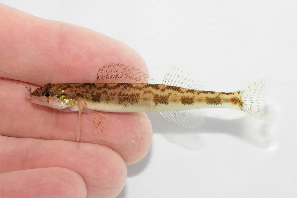 Chainback Darter