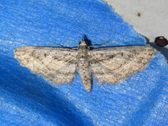 Eupithecia longidens