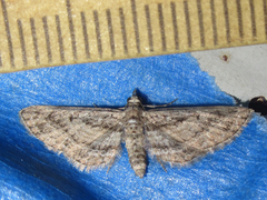 Eupithecia longidens